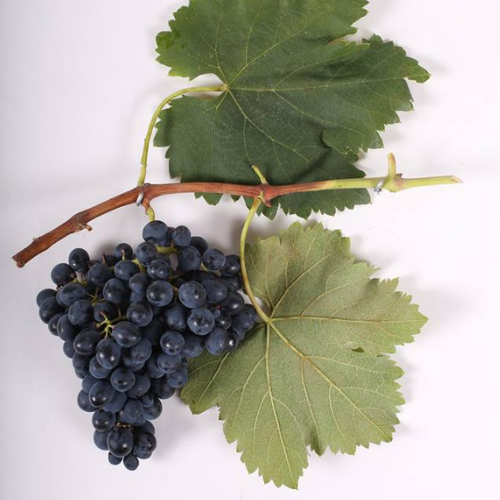 საფერავი, the most famous Georgian grape