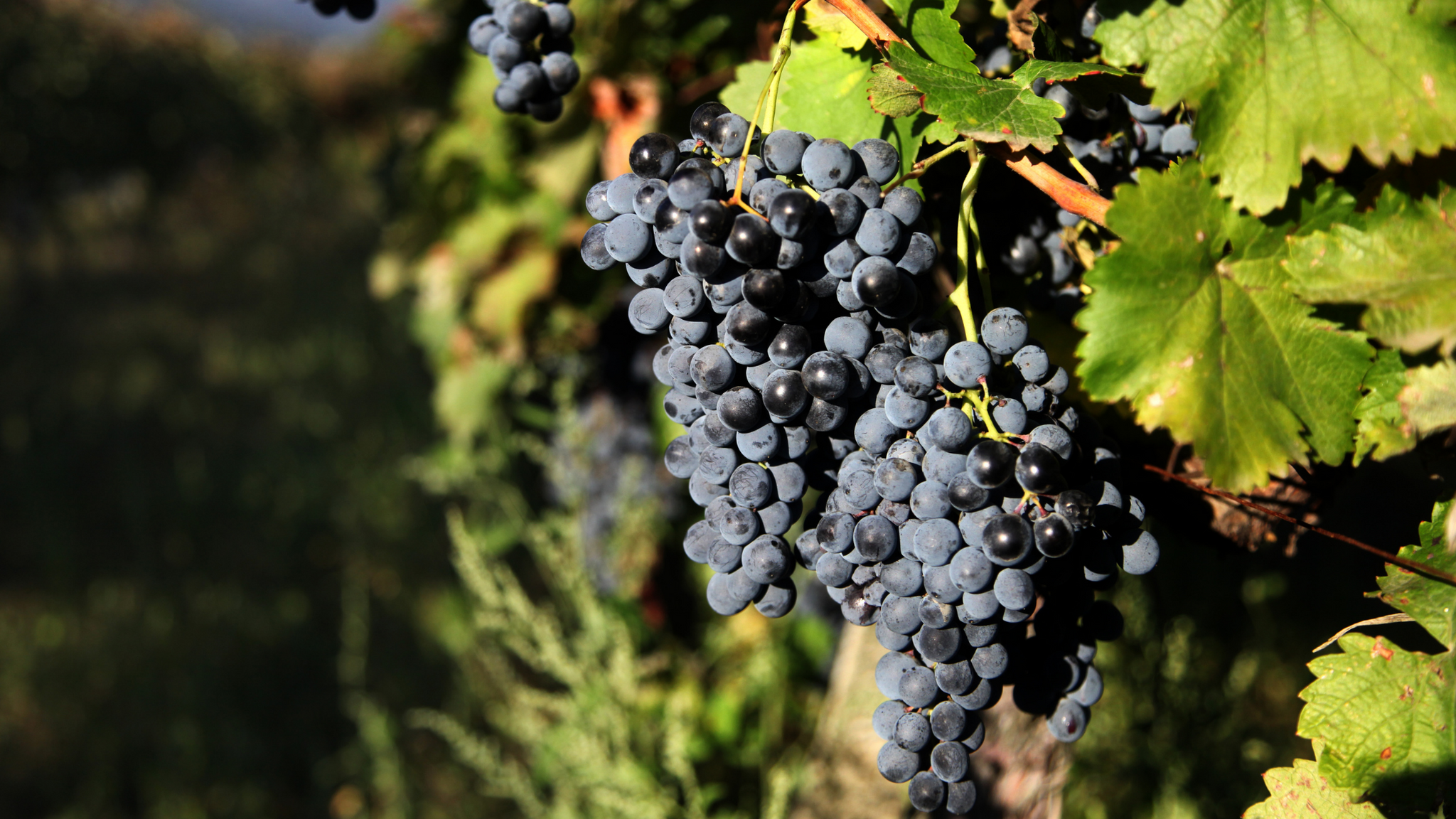 რთველი (Rtveli) - a grape harvest in Georgia