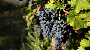 რთველი (Rtveli) - a grape harvest in Georgia
