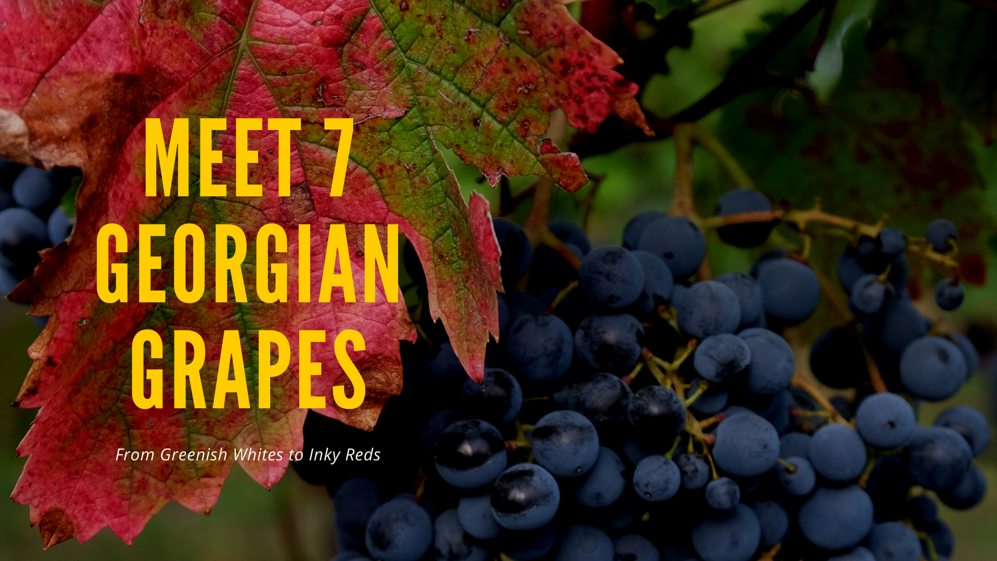 From Greenish Whites to Inky Reds: Meet 7 Unique Georgian Grapes