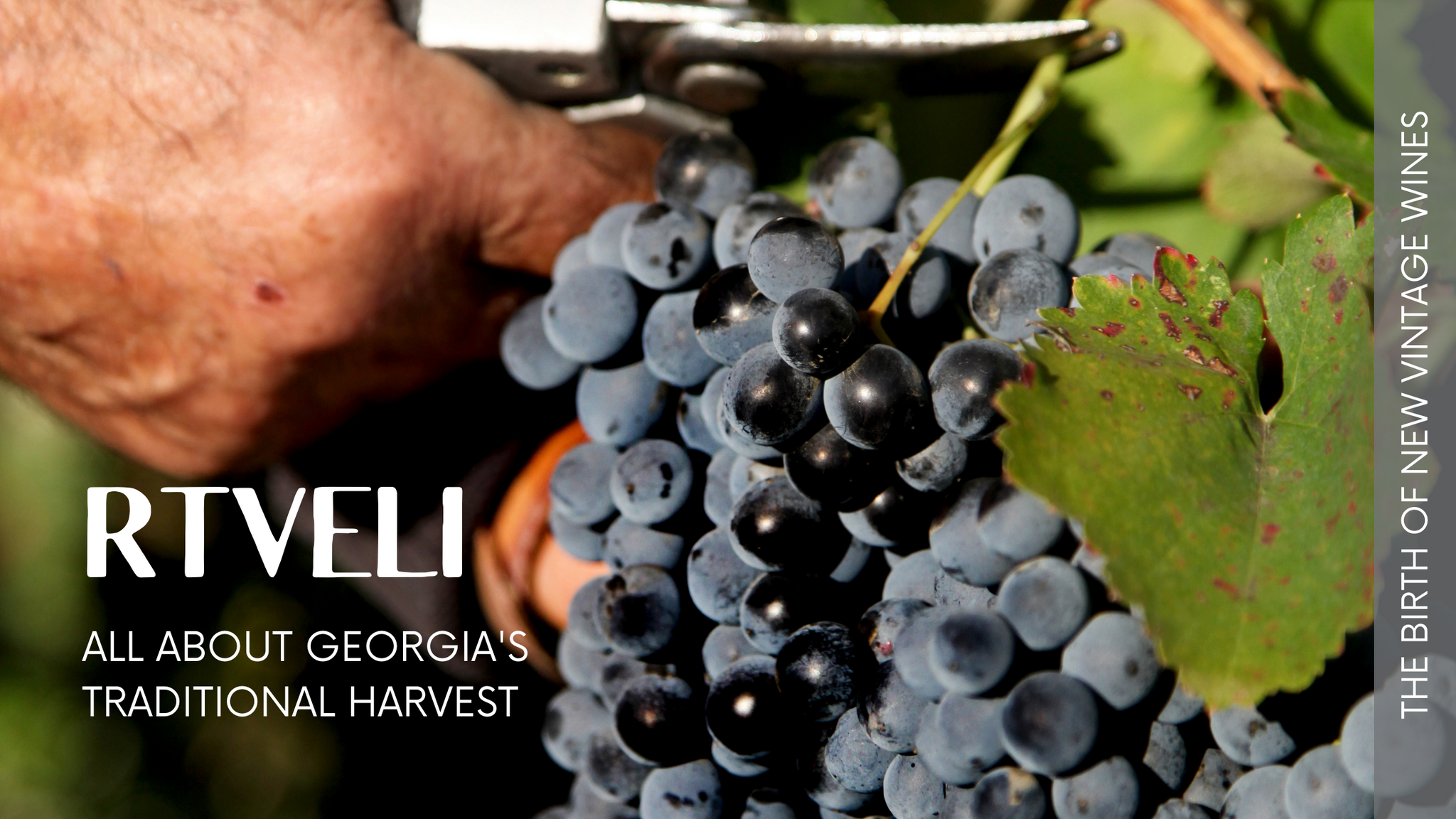 Rtveli: All About Georgia's Traditional Harvest